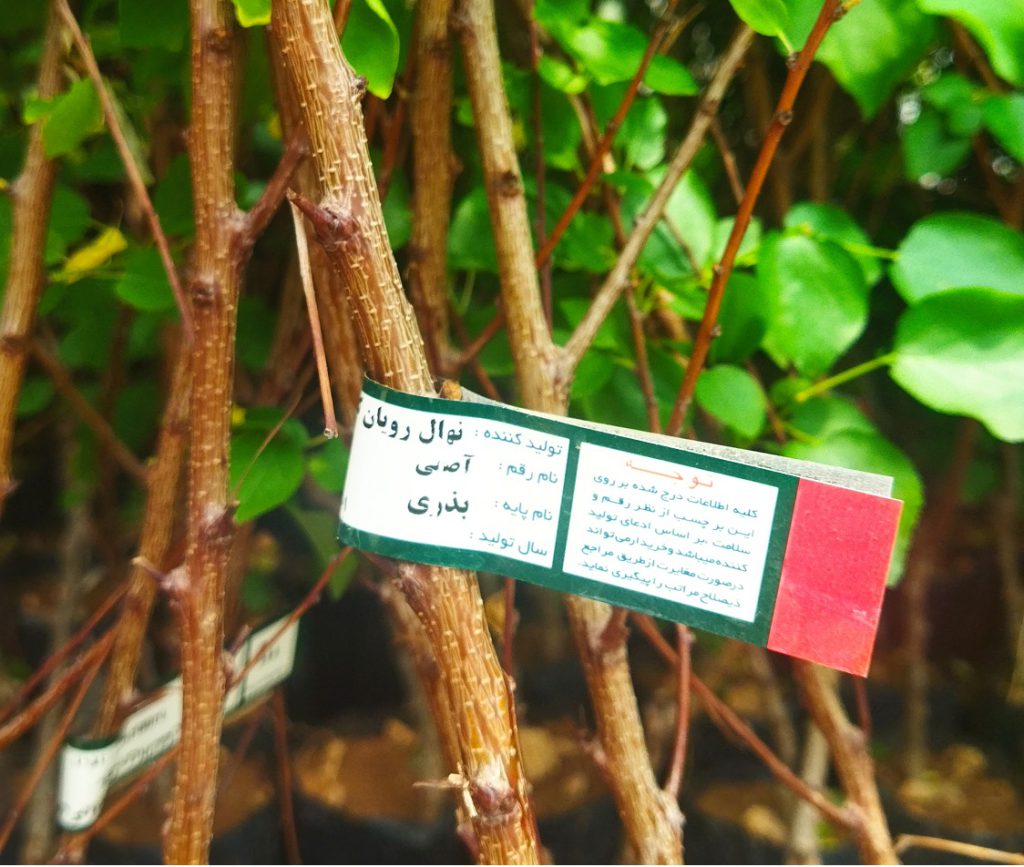 نهال لیبل دار بادام